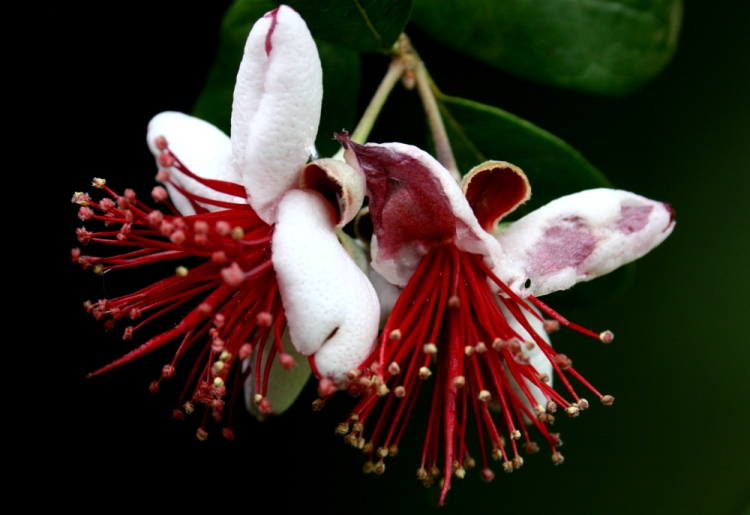 Closeup, feijoa flower